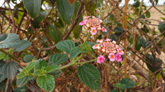 Lantana camara
