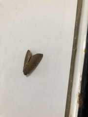 Vireonidae