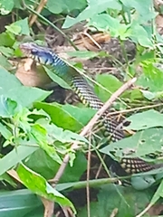 Drymobius margaritiferus