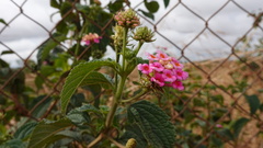 Lantana camara