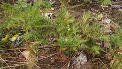 Pteridium centrali-africanum