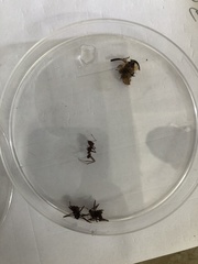 Vireonidae