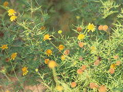 Sidneya tenuifolia