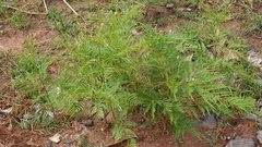 Pteridium centrali-africanum
