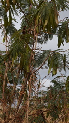 Leucaena leucocephala