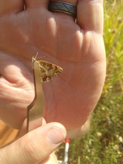 Phyciodes pulchella camillus