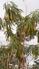 Leucaena leucocephala