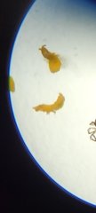 Onychiurinae