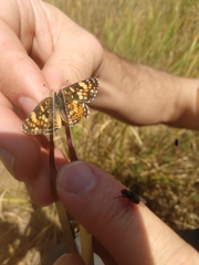 Phyciodes pulchella camillus