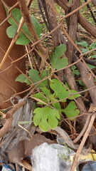Tithonia diversifolia