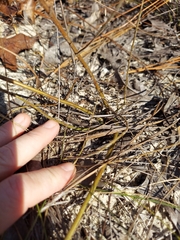 Trichostema suffrutescens