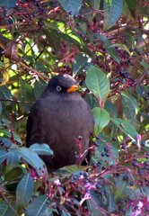 Turdus nigrescens