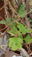 Tithonia diversifolia