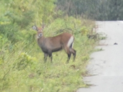 Kobus ellipsiprymnus defassa