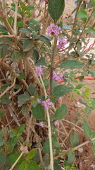 Lantana rugosa