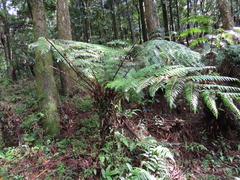 Gymnosphaera podophylla