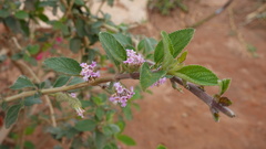 Lantana rugosa
