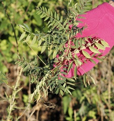 Sesbania vesicaria