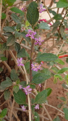 Lantana rugosa