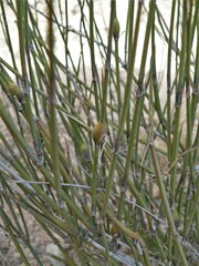 Ephedra trifurca