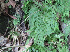 Selaginella moellendorffii