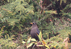 Turdus nigrescens