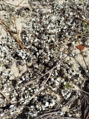 Cladonia prostrata