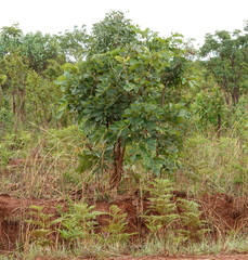 Pteridium centrali-africanum