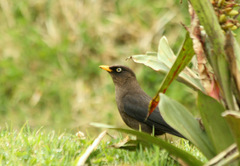 Turdus nigrescens