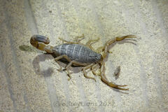 Olivierus martensii