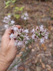 Liatris elegans