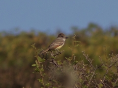 Myiarchus cinerascens