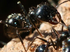 Veromessor pergandei