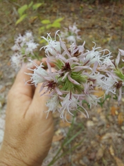 Liatris elegans