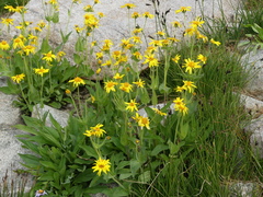 Arnica mollis