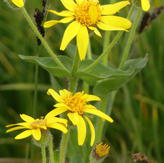 Arnica mollis