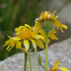 Arnica mollis