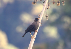 Turdus nigrescens
