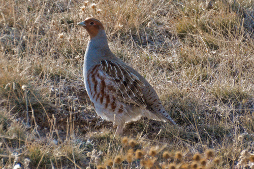Gray Partridge