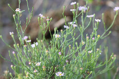 Symphyotrichum divaricatum