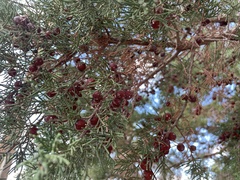 Juniperus turbinata