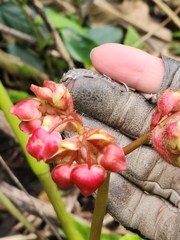 Begonia urophylla