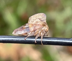 Telamona