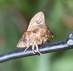 Telamona