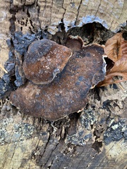 Ischnoderma resinosum