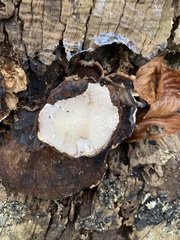 Ischnoderma resinosum