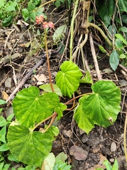 Begonia urophylla