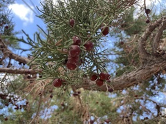 Juniperus turbinata