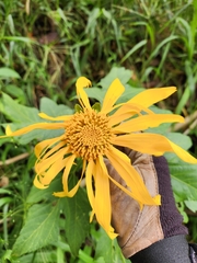 Tithonia diversifolia