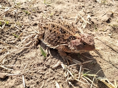 Phrynosoma orbiculare